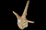 Pachycephalosaurus Caudal Vertebra With Process - Montana #130269-3